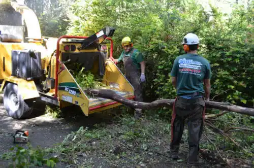 tree services Hasley Canyon